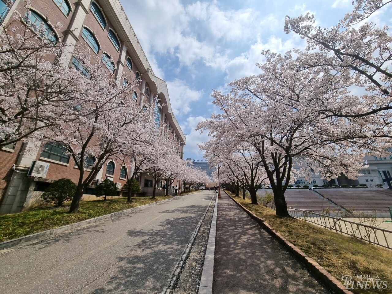  학생복지관 옆에서 바라본 벚꽃길.